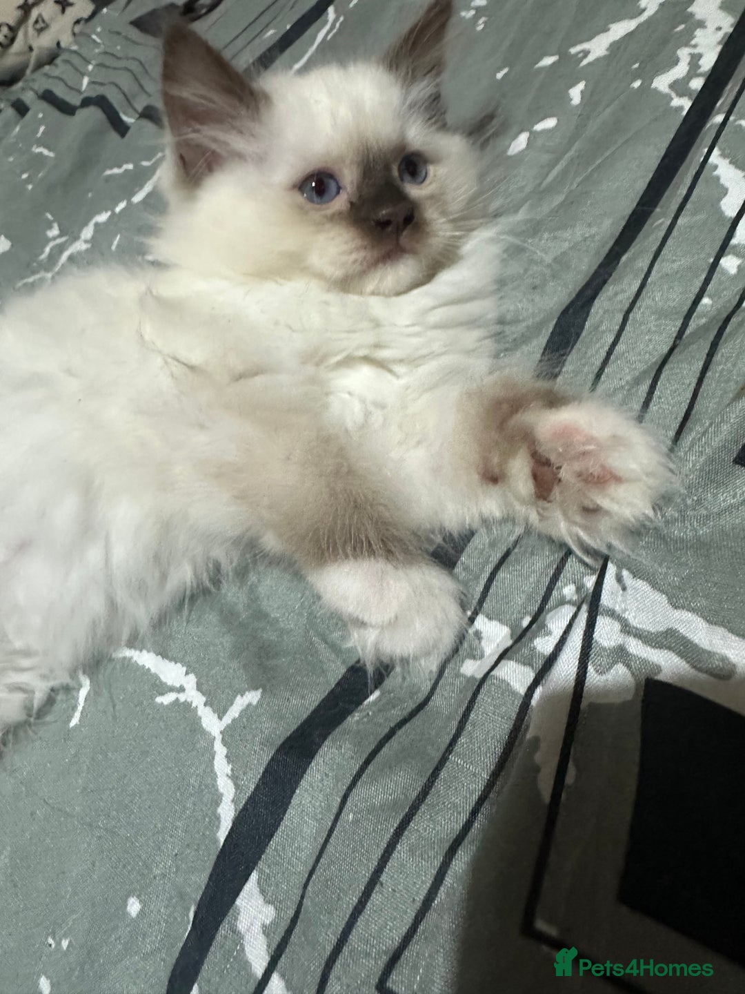 Ragdoll cats for sale: 1 beautiful blue eyed fluffy ragdoll left  - Image 2