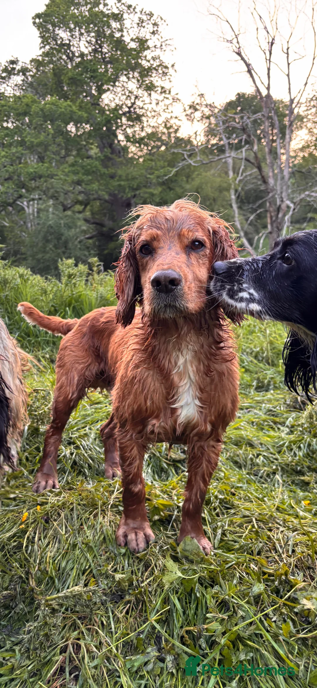 Cocker Spaniel dogs for stud: Working cocker stud - Advert 2