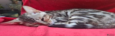 Blue Silver Amber spotted girl