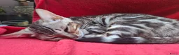 Bengal cats for sale: Show Quality Bengal Kittens – 5★ Licensed Cattery - Advert 23