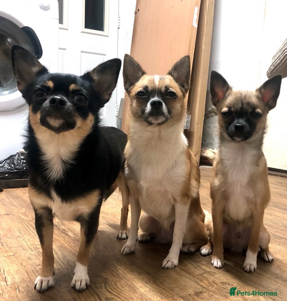 Pomchi dogs last male /no longer for sale but will be a stud - Advert 5