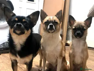 Pomchi dogs last male /no longer for sale but will be a stud - Advert 5