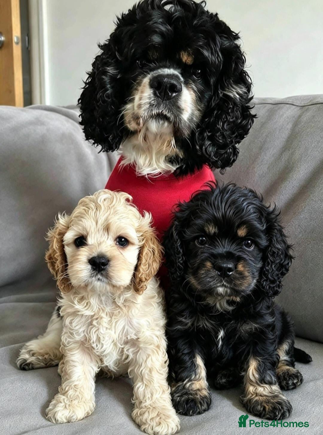 Cockapoo dogs  F1b extensively DNA tested American cockerpoo  - Advert 16