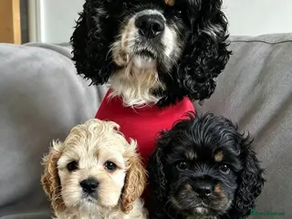 Cockapoo dogs F1b extensively DNA tested American cockerpoo - Advert 16