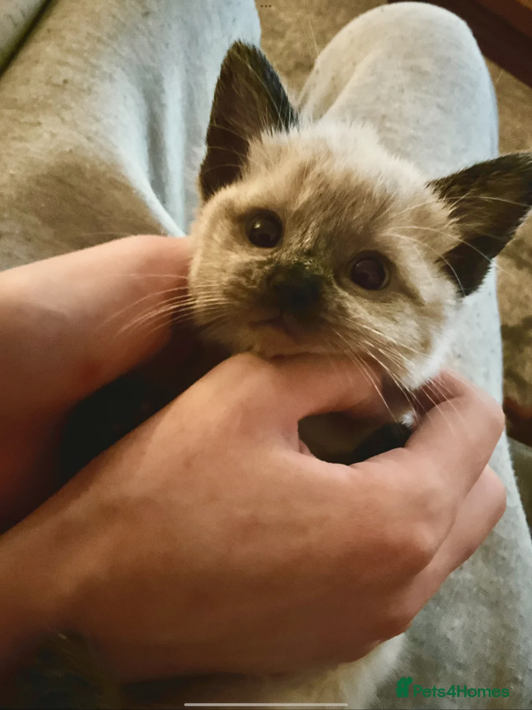 Ragdoll cats for sale: Lilac pointed seal kittens - Advert 8