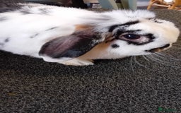 Mini Lop rabbits for sale: Mini Lop for sale  - Image 2
