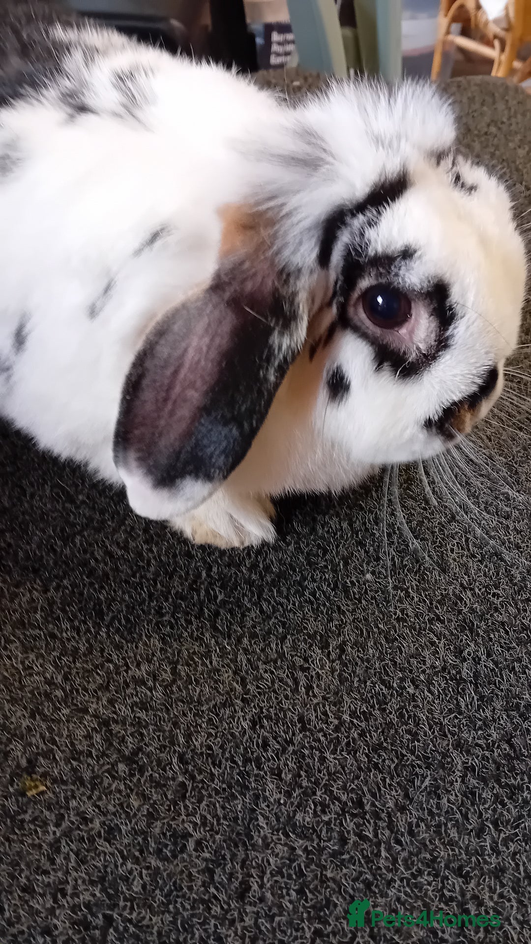 Mini Lop rabbits for sale: Mini Lop for sale  - Image 2
