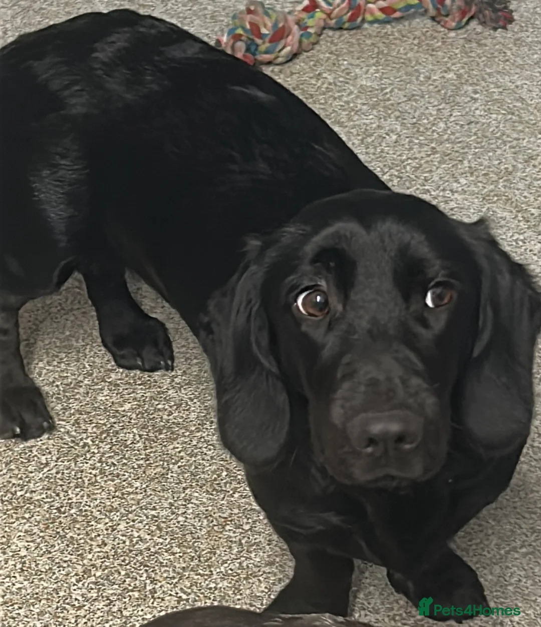 Mixed Breed dogs for sale: Looking for home  - Advert 7