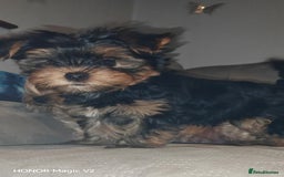 Yorkshire Terrier dogs for sale: 2 Beautiful Yorkshire Terrier Puppy Boys.  - Image 1