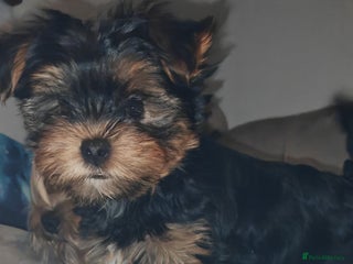 Yorkshire Terrier dogs - Advert 7