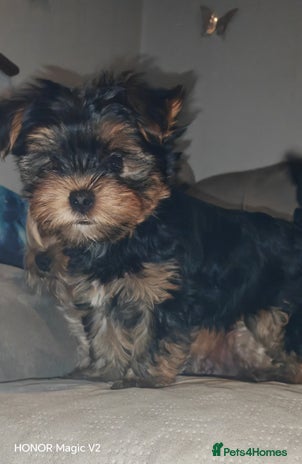 Yorkshire Terrier dogs - Advert 13