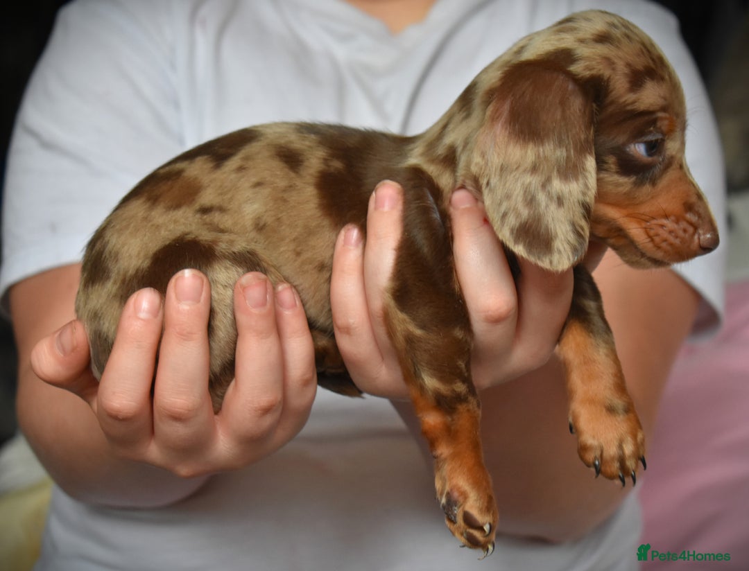 Dachshund dogs for sale: true miniature dachshund puppies ready now  - Image 8
