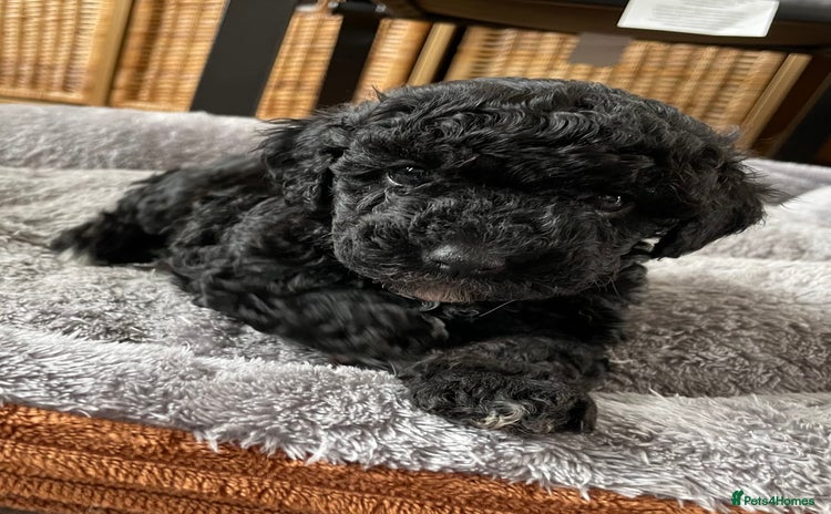 Cavapoo dogs - Advert 4