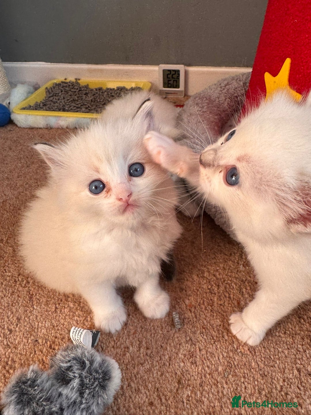 Ragdoll cats for sale: Beautiful Registered Ragdoll Kittens Available  - Advert 35