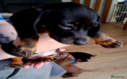 Miniature Dachshund dogs for sale: ..Miniature dachshunds 1 Girl 1BOY READY TO LEAVE  in Ellesmere Port - Image 4