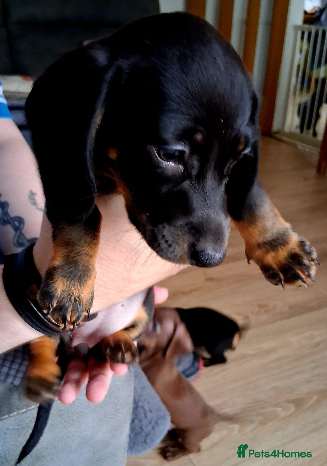 Miniature Dachshund dogs for sale: ..Miniature dachshunds 1 Girl 1BOY READY TO LEAVE  in Ellesmere Port - Image 4