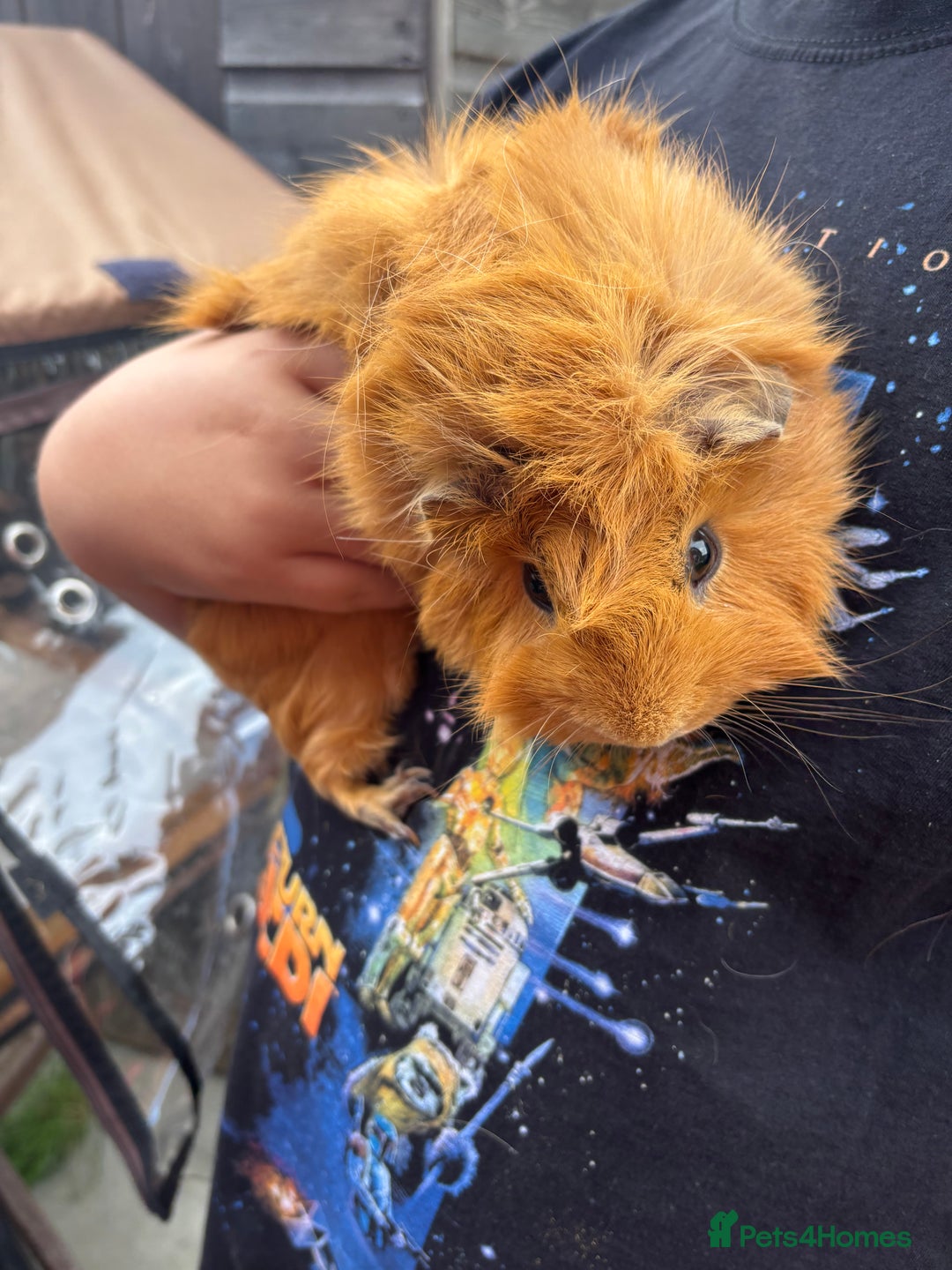 Guinea Pig rodents for sale: Guinea pigs for sale - Image 10
