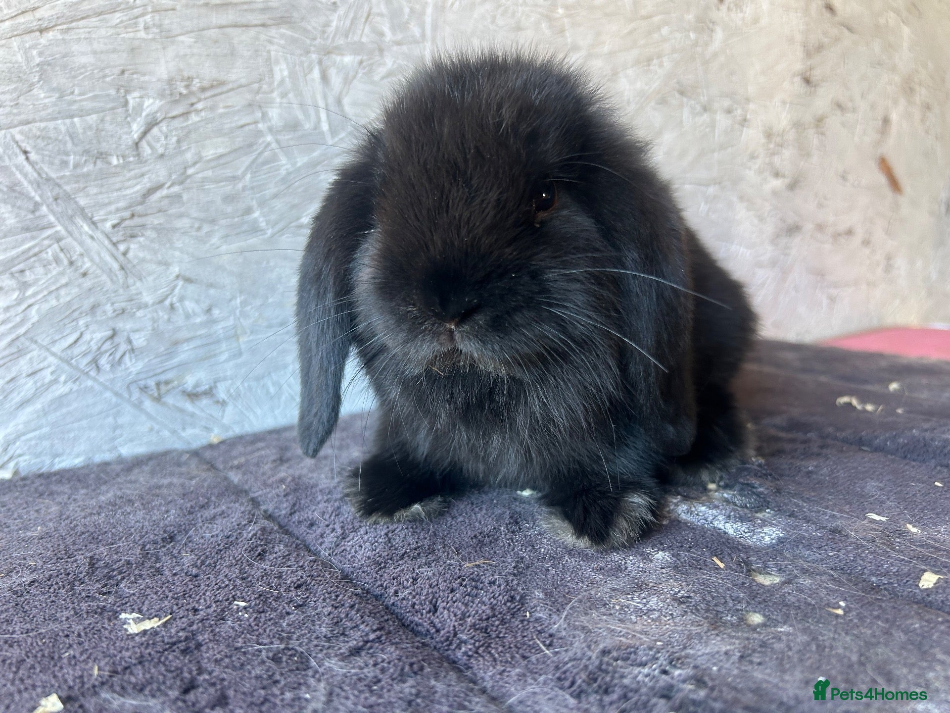 Mini Lop rabbits Mini lops - Advert 2