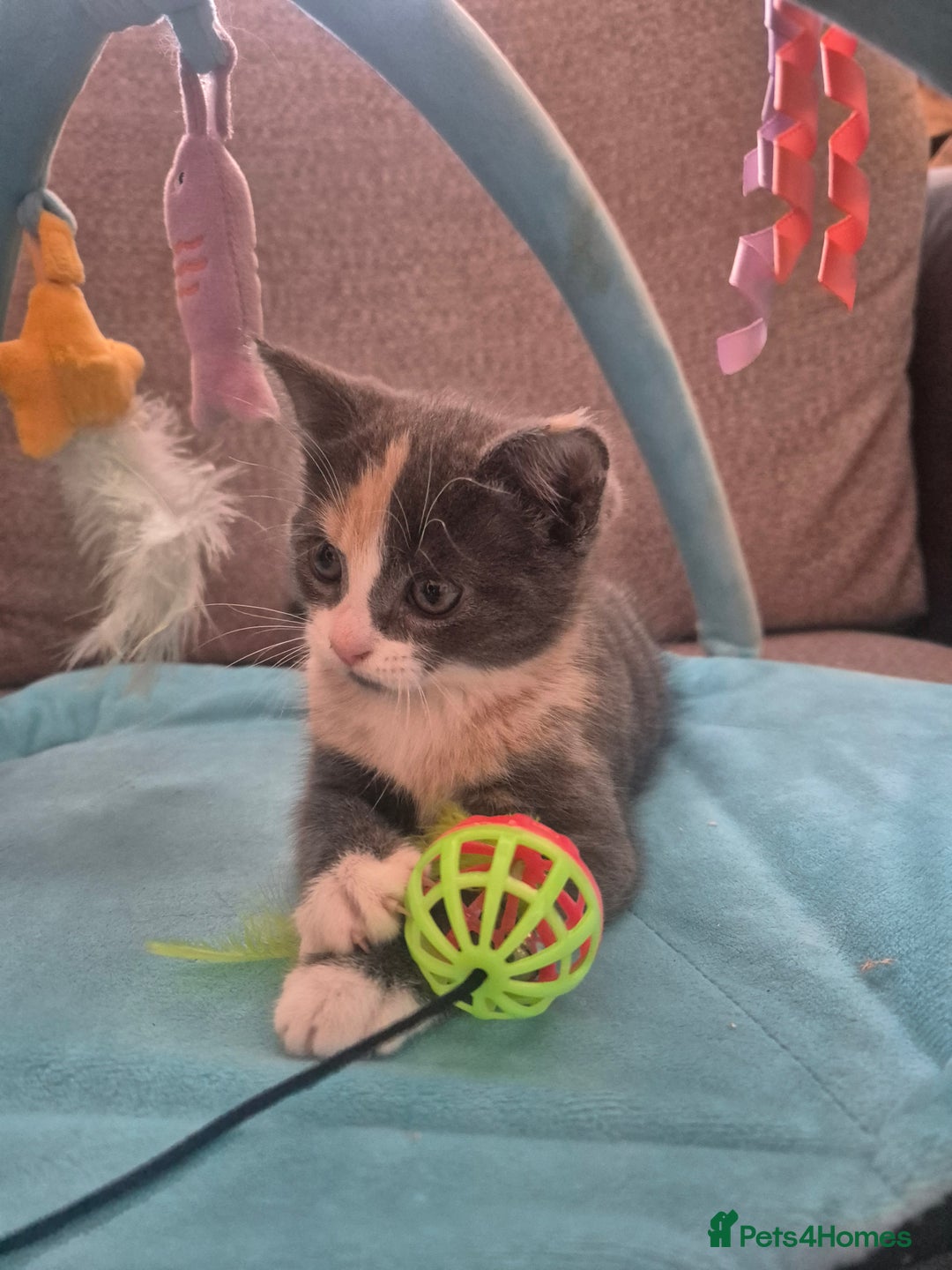 Norwegian Forest Cat cats for sale: Stunning female kitten (REDUCED) in Belper - Image 1