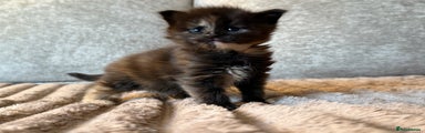 Maine Coon Kitten 3