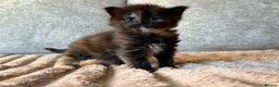 Maine Coon cats for sale: Beautiful Maine Coon Kittens - Advert 10