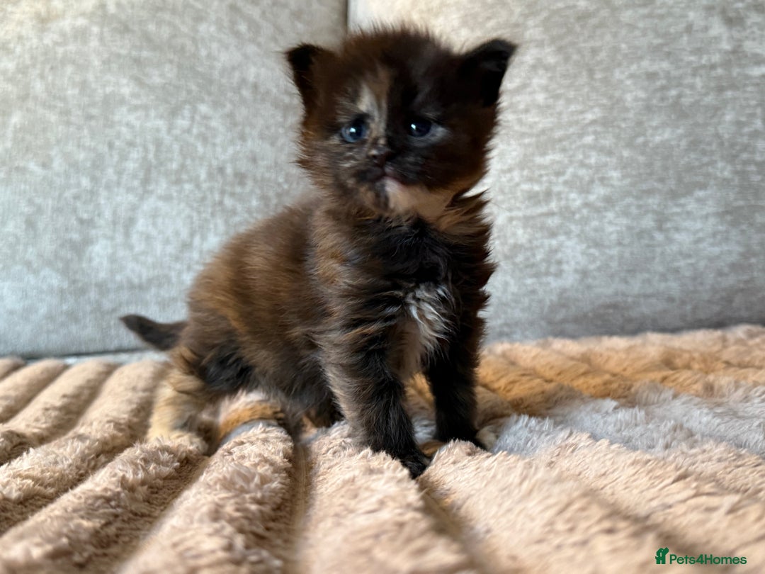 Maine Coon cats for sale: Beautiful Maine Coon Kittens - Advert 10