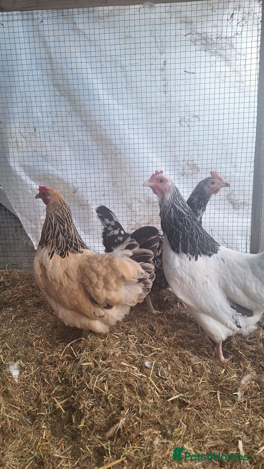 Chickens poultry for sale: Three sussex bantam hens - Image 5