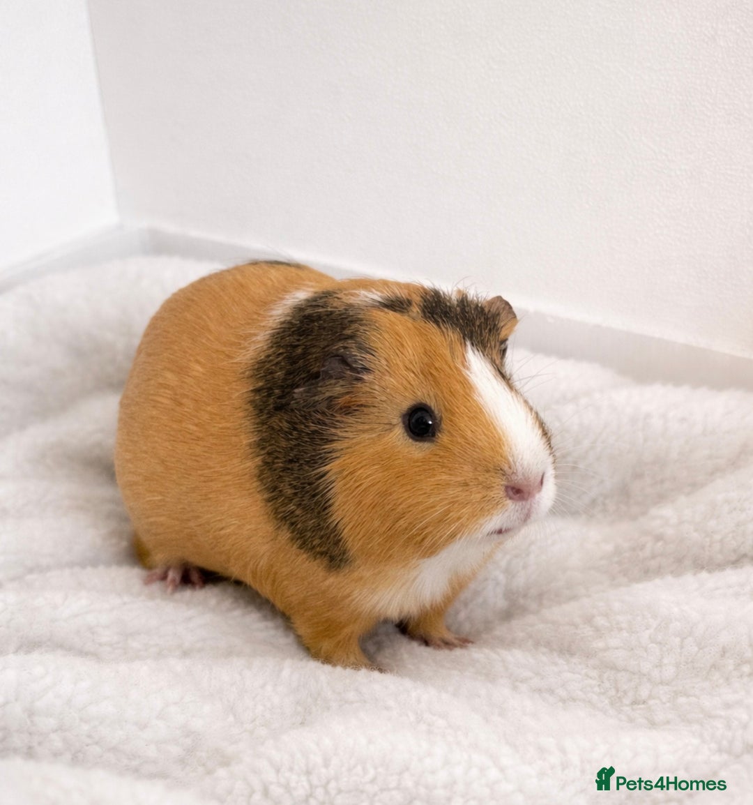 Guinea Pig rodents for sale: 2 Female Guinea Pigs for Sale £70 (and offers) - Advert 3