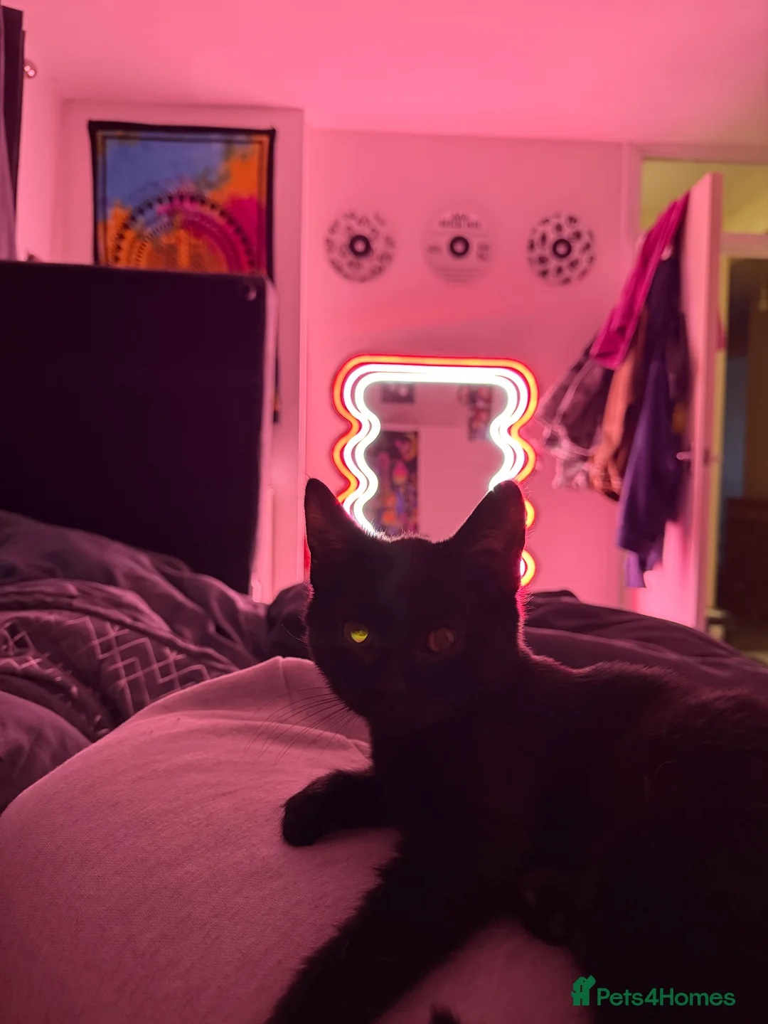 Mixed Breed cats for sale: Black Kitten  - Advert 2