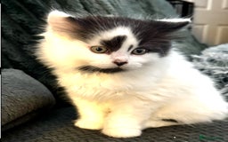 Persian cats for sale: Persian x kittens - Image 33
