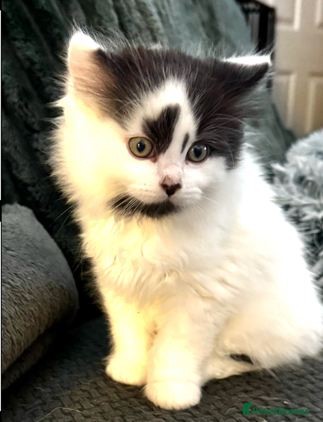 Persian cats for sale: Persian x kittens - Image 33