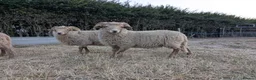 Sheep livestock for sale: Portland sheep ewe and ram lambs in Retford - Advert 2