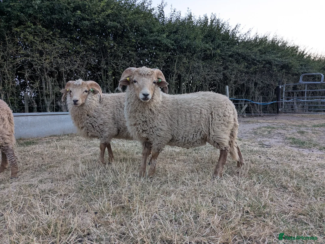 Sheep livestock for sale: Portland sheep ewe and ram lambs in Retford - Advert 2