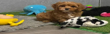 Cavapoo 5