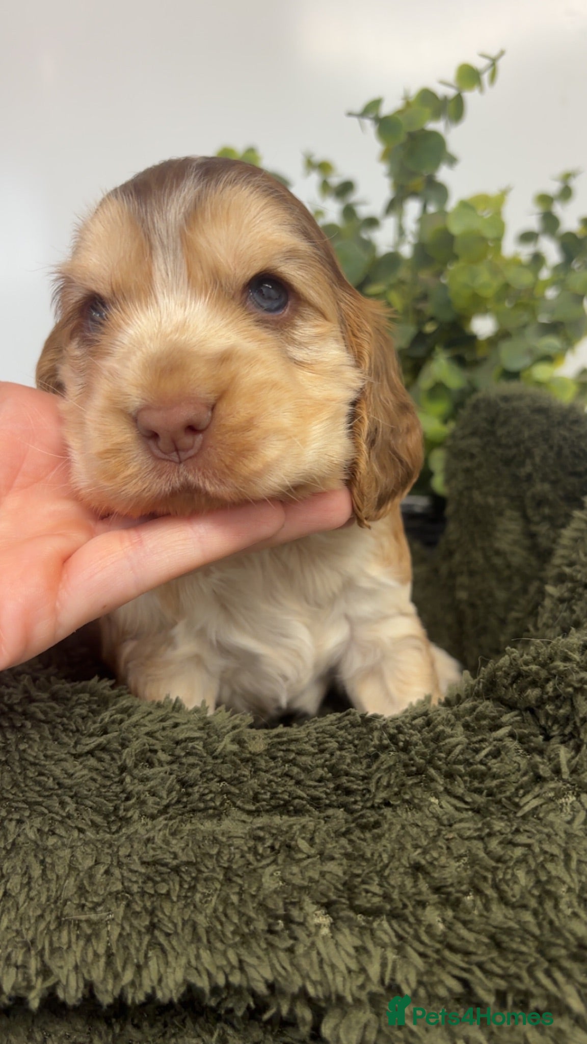 Cocker Spaniel dogs KC Registered Sable Show cocker spaniels  - Advert 1