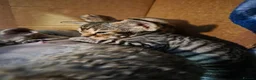 Devon Rex cats for sale: 💛 Devon Rex Kittens–2027 Litter Reservations 💛 - Advert 10