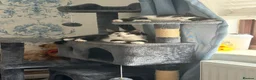 Mixed Breed cats for sale: Three Gorgeous Black & White Boys in Great Yarmouth - Advert 5