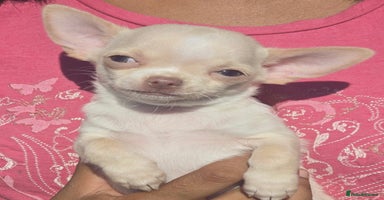 Chihuahua dogs - Advert 2