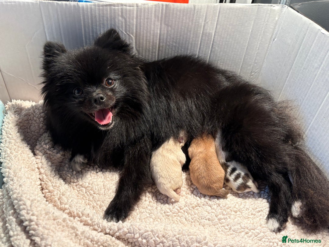 Pomeranian dogs for sale: Pomeranian Pups from Russian/ Chi Tien Champions - Advert 2