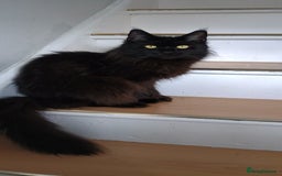Maine Coon cats for sale: Female Maine coons - Image 1