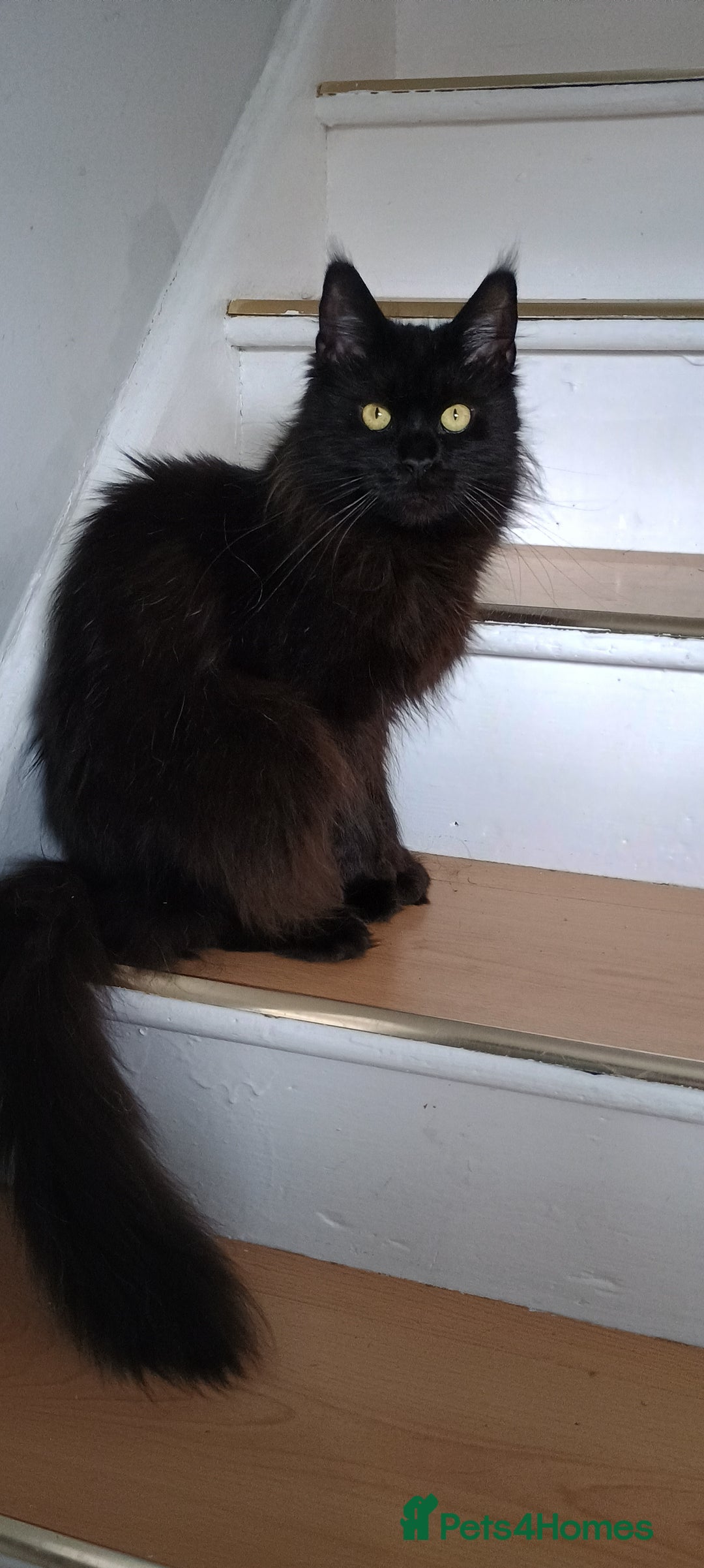 Maine Coon cats for sale: Female Maine coons - Image 1