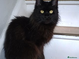 Maine Coon cats - Advert 21