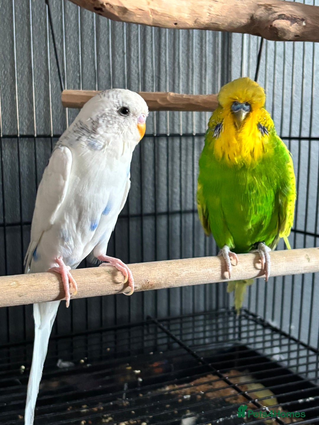 Budgerigars birds for sale: Two Male Budgies – Free (With Cages & Carrier) - Advert 3