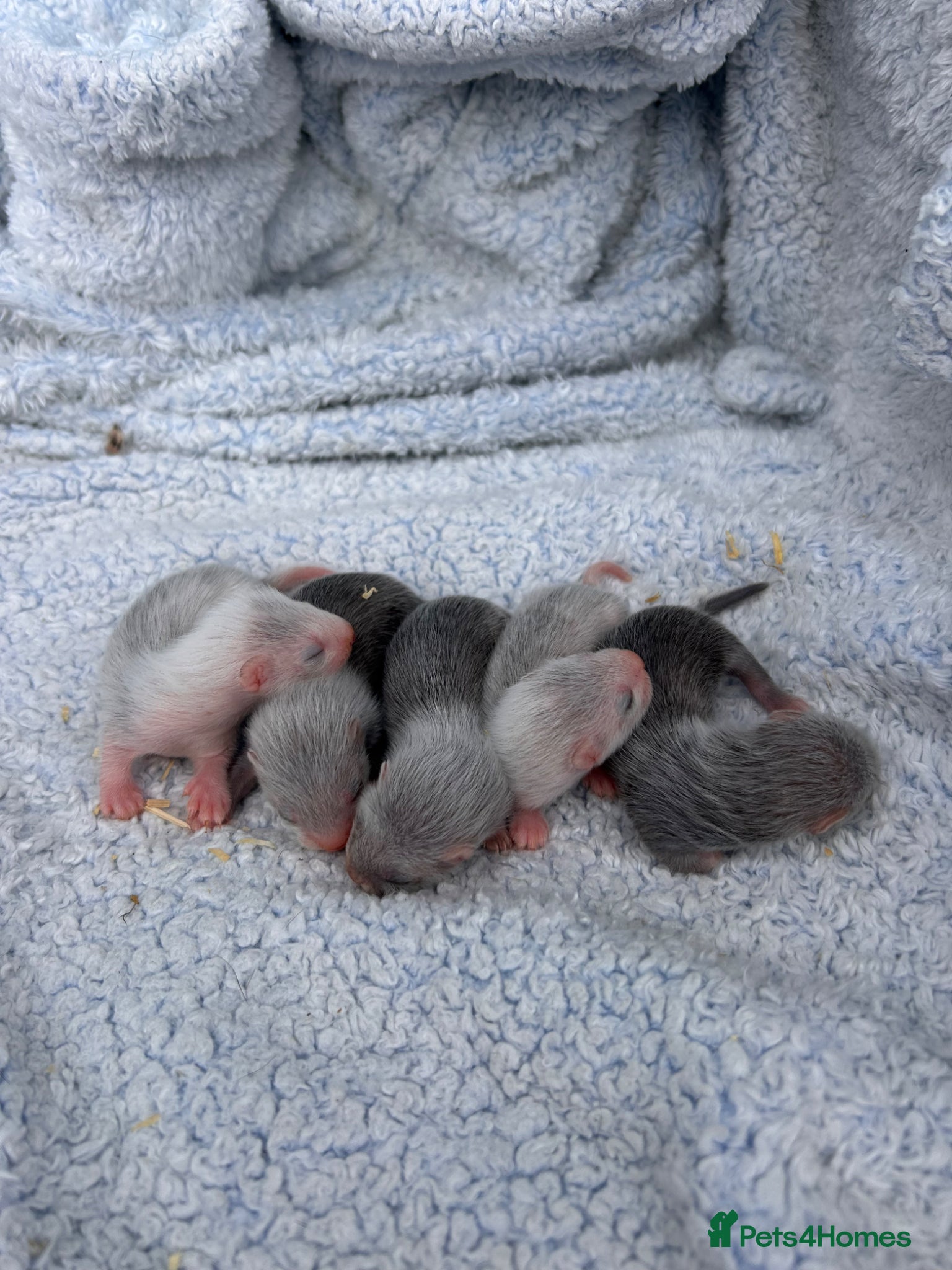 Ferret rodents for sale: Silver/marked semi angora ferrets.Ready in 4/5week - Advert 3