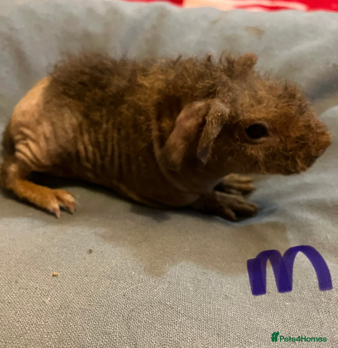 Guinea Pig rodents for sale: Well handled skinny pigs.  - Advert 5