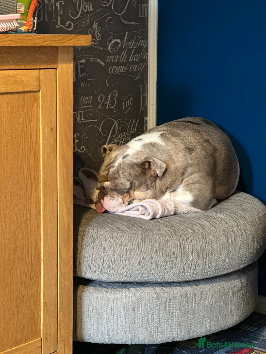 English Bulldog dogs for sale: Bella Baby - Advert 10