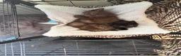 British Shorthair cats for sale: Chocolate British short hair kittens - Advert 3