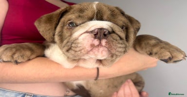 English Bulldog dogs - Advert 11
