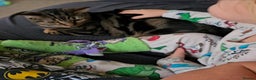 Mixed Breed cats for sale: BOB - 10mth Male Kitten  - Advert 4