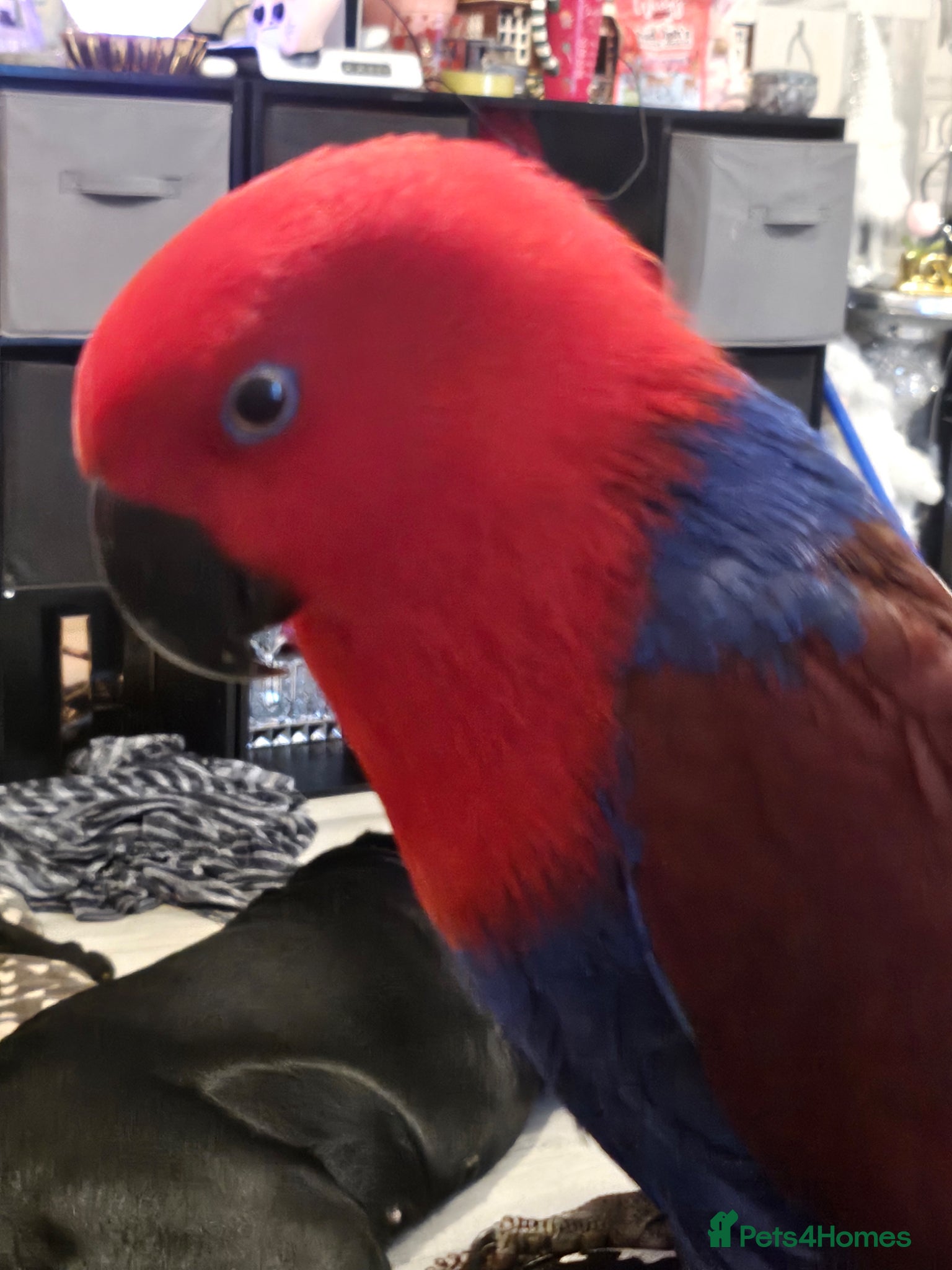 Parrots birds Eclectus female parrot  - Advert 2